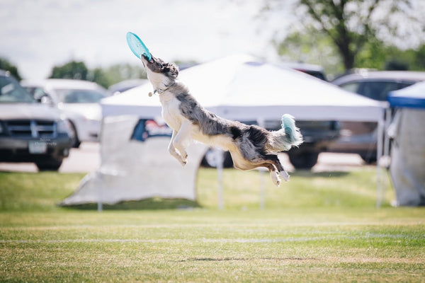 Hero Xtra 235 Distance Dog Frisbee, Outdoor Dog Toy and Pet Frisbee, Distance Dog Flying Disc Pack of 2 (Blue)