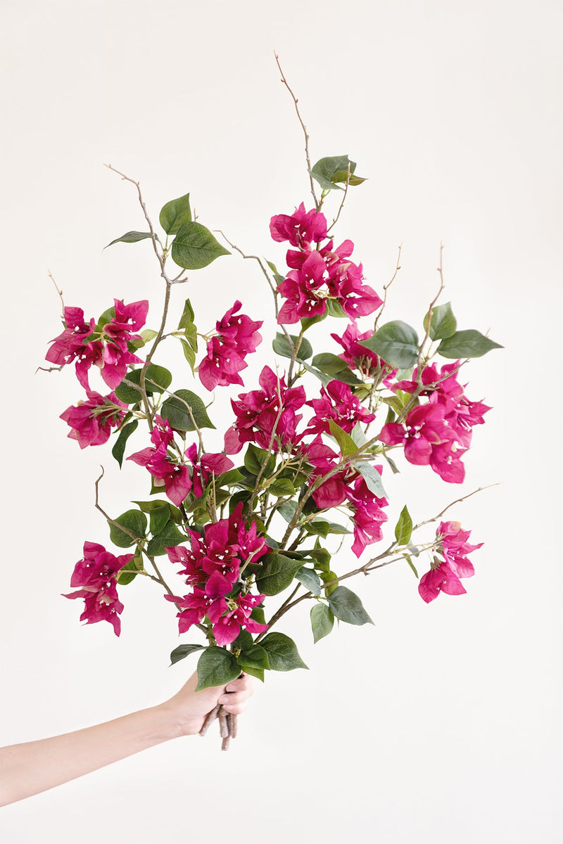 Bougainvillea Branches