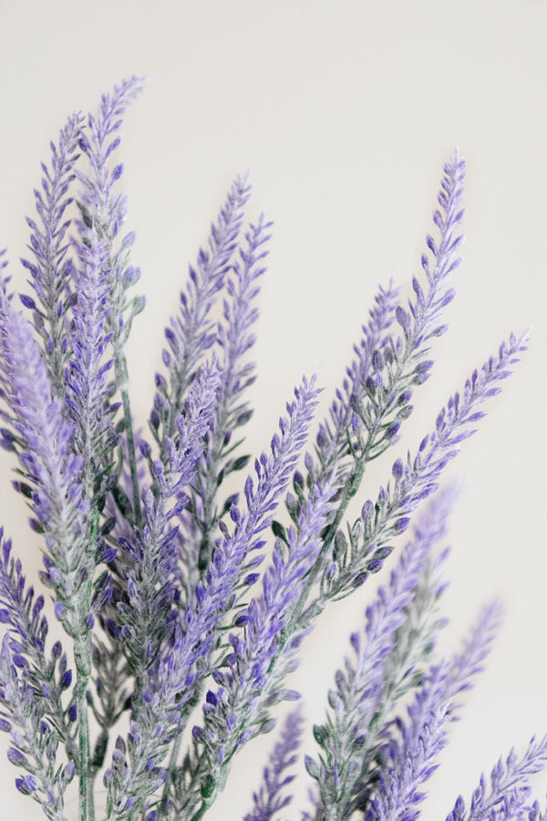 Lavender Bush - Purple