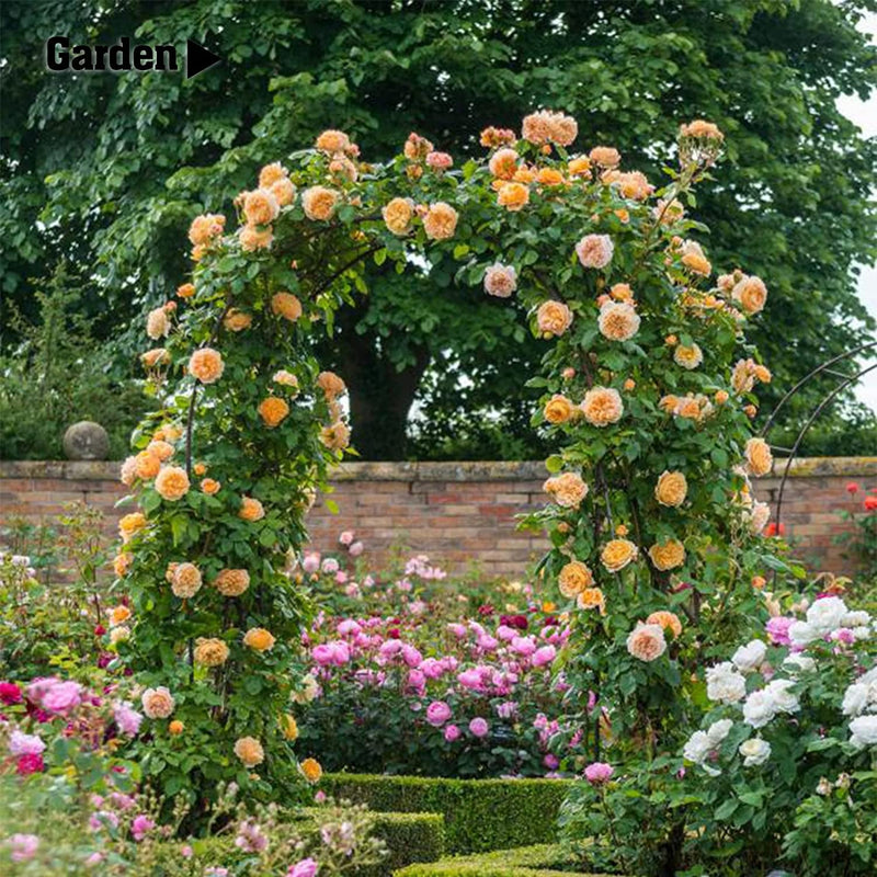 Garden Arch for Climbing Plants - Wedding Arch Easy Assembly 2 Sizes Black